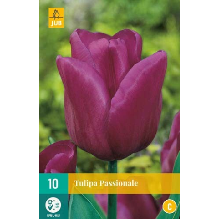 Afbeelding Tulipa Passionale paars 10 stuks tulpenbollen