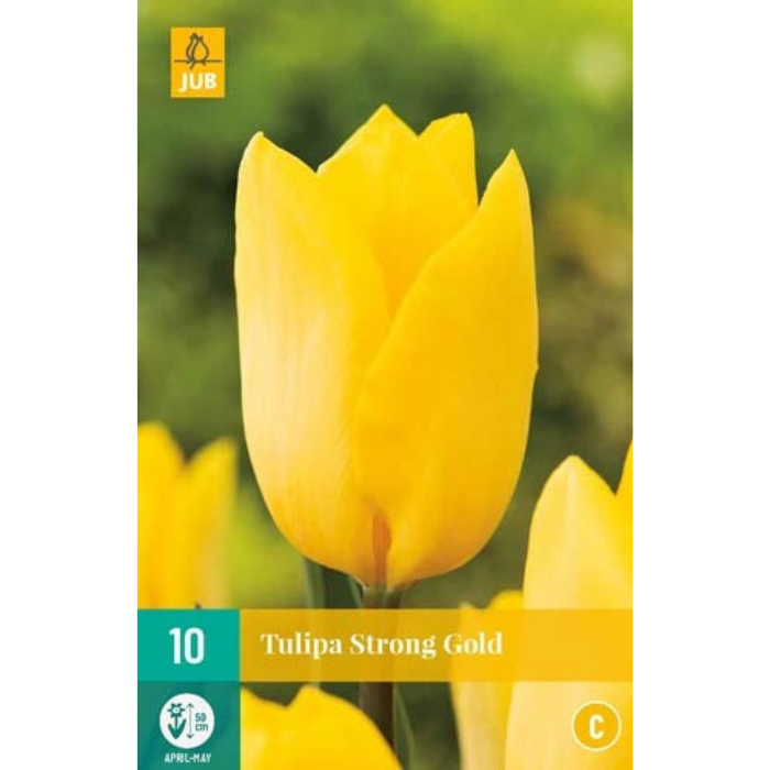 Afbeelding gele tulp Tulipa Strong Gold 10 stuks bloembollen