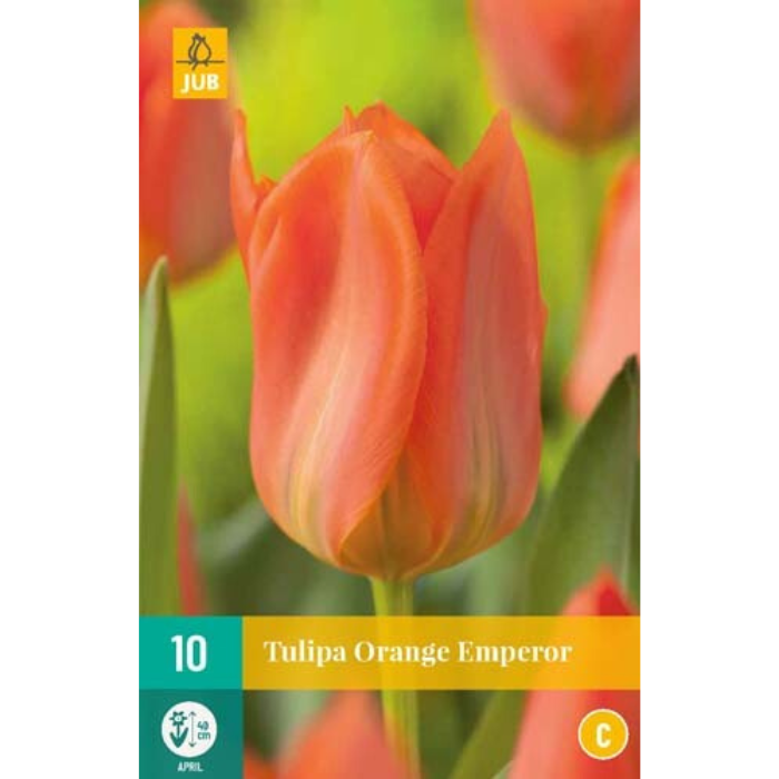 Afbeelding Tulipa Orange Emperor 10 tulpenbollen