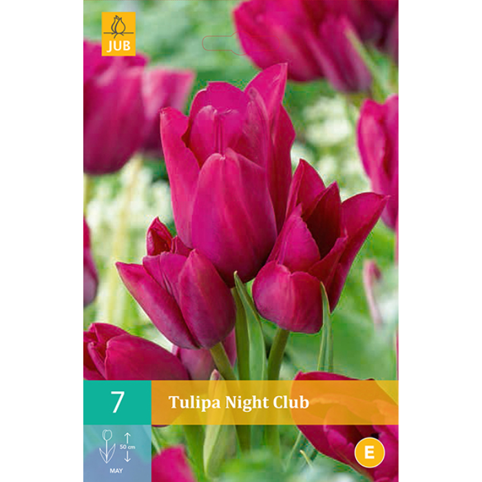 Afbeelding Tulipa Night Club rozerood 7 stuks tulpen bloembollen