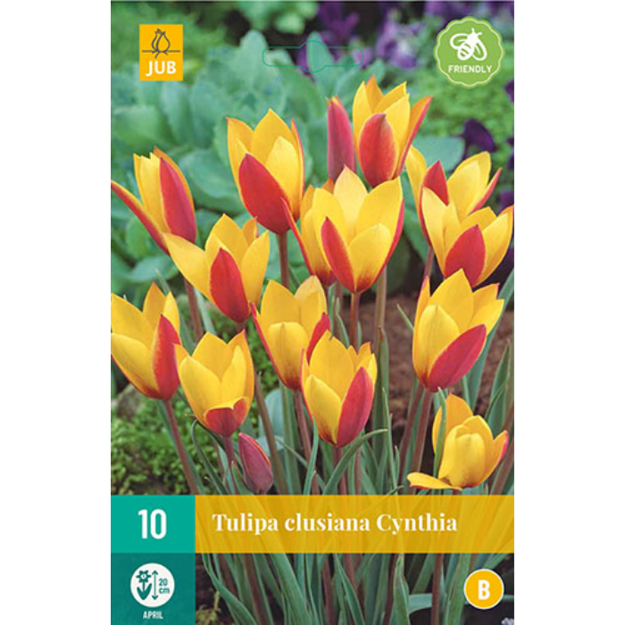 Afbeelding Tulipa Clusiana Cynthia geel rood 10 tulpen bloembollen