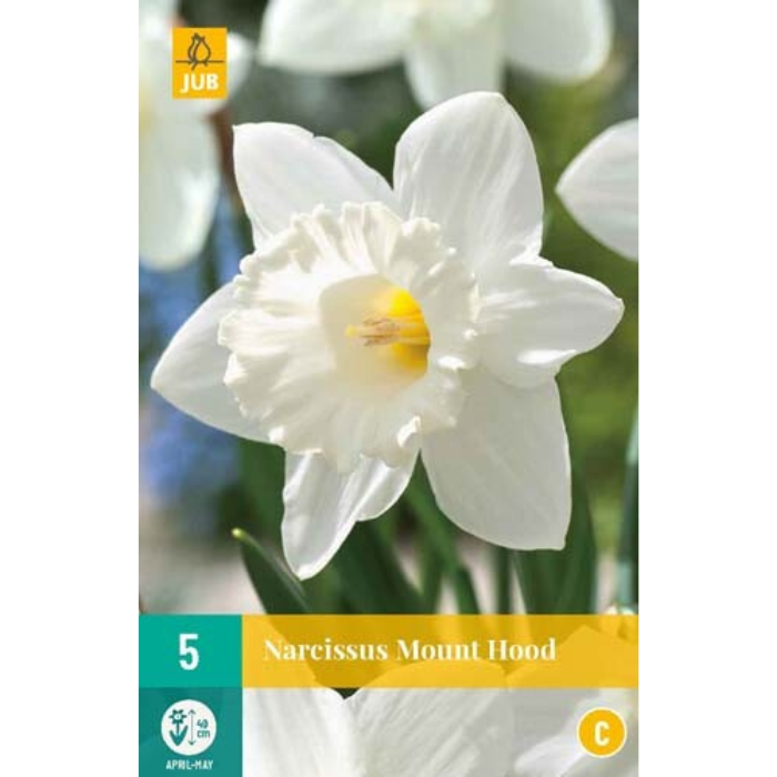 Afbeelding witte narcis Mount Hood 5 bloembollen