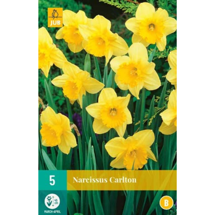 Afbeelding Narcissus Carlton geel 5 stuks narcis bloembollen