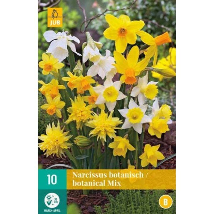 Afbeelding Narcissus Botanisch mix geel wit oranje 10 narcis Bloembollen