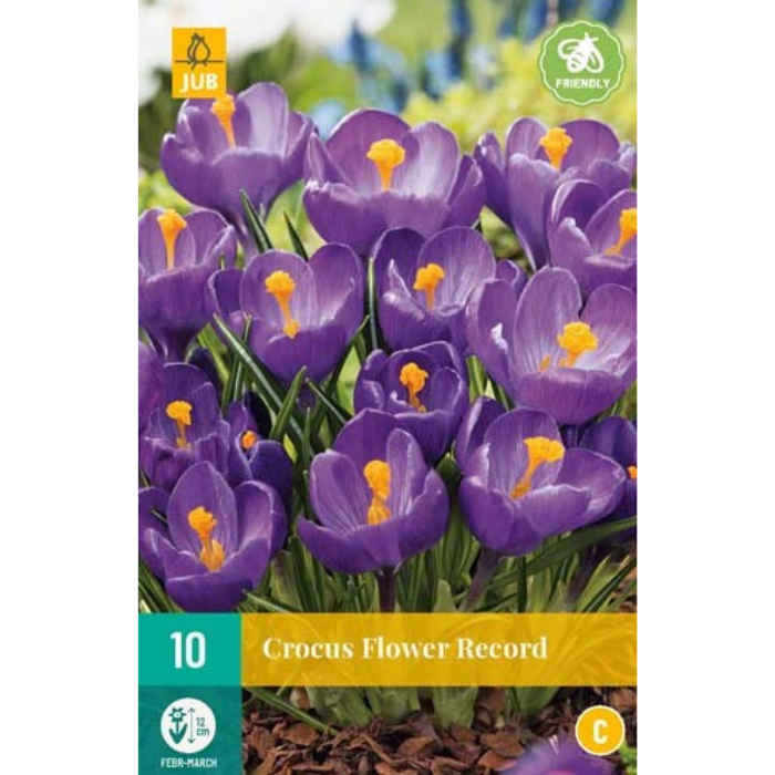 Afbeelding paarse krokus Flower Record 10 stuks bloembollen