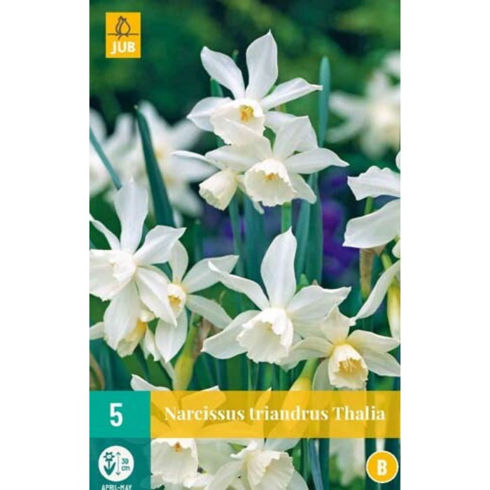 Afbeelding Narcissus Triandrus Thalia wit 5 stuks narcis bloembollen