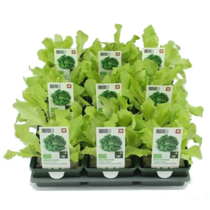 Lactuca sativa Glassla Biologisch