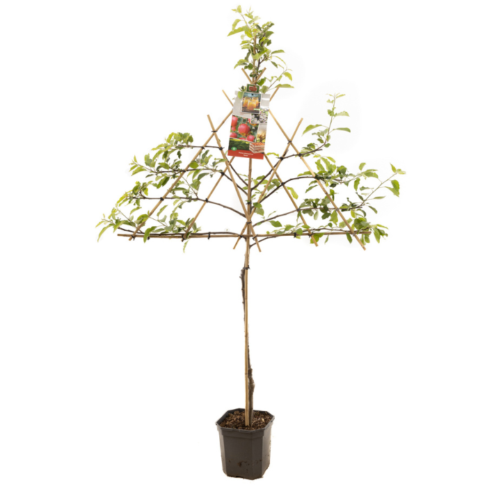 Appelboom Leiboom Malus domestica Gala met Blad en bamboestokken in pot