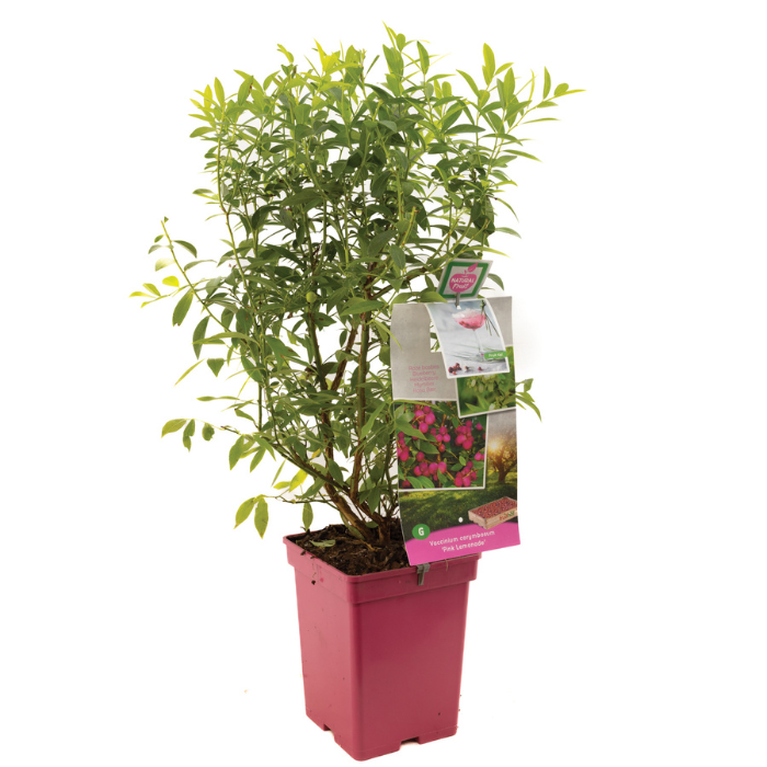 Bessen struik Vaccinium Corymbosum Pink Lemonade met blad in hoge rode pot