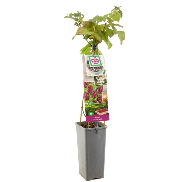 Loganbes struik Rubus met blad Doornloos in hoge zwarte plastic pot