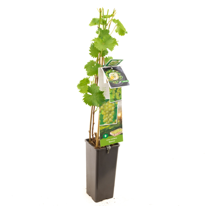 Druivenplant witte druif Vitis vinifera Bianca met blad in hoge zwarte plastic pot