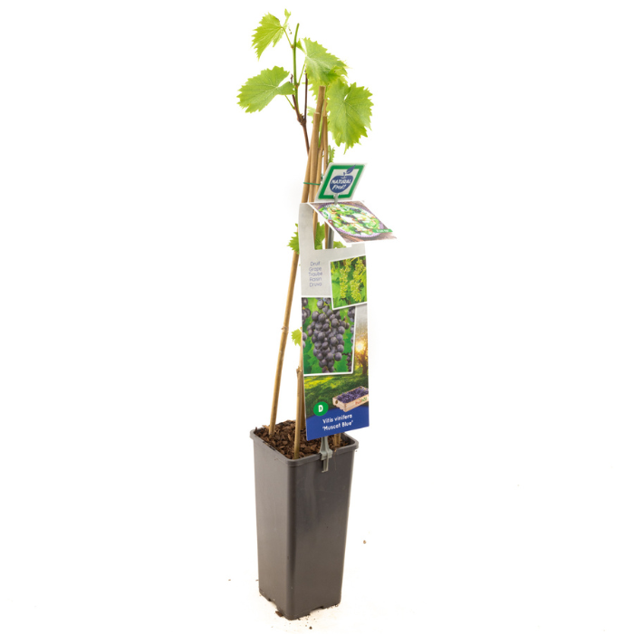 Druivenstruik Vitis vinifera Muscat Blue met blad in hoge zwarte pot