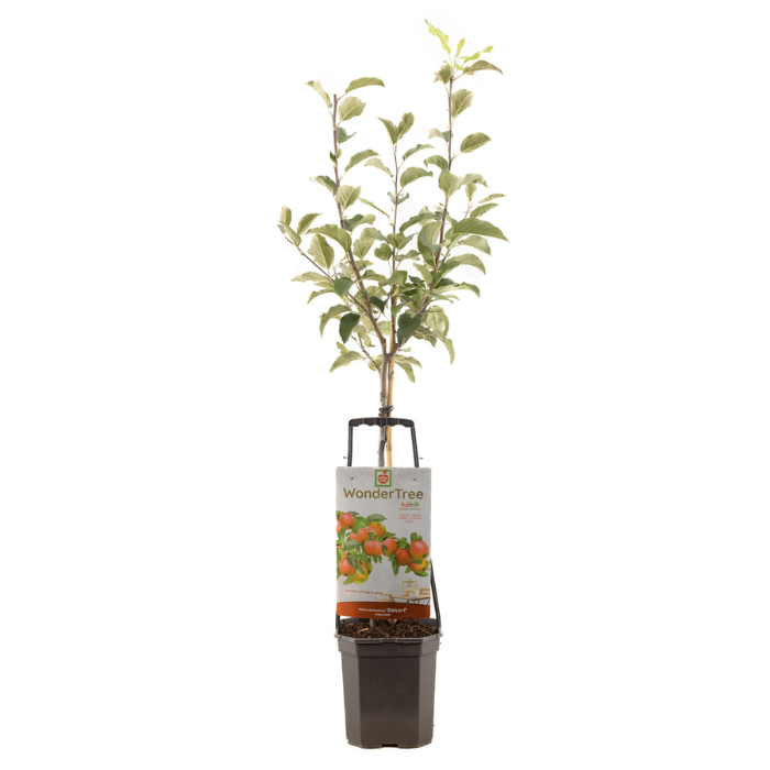 Appelboom Wondertree Delcorf met blad in zware plastic pot