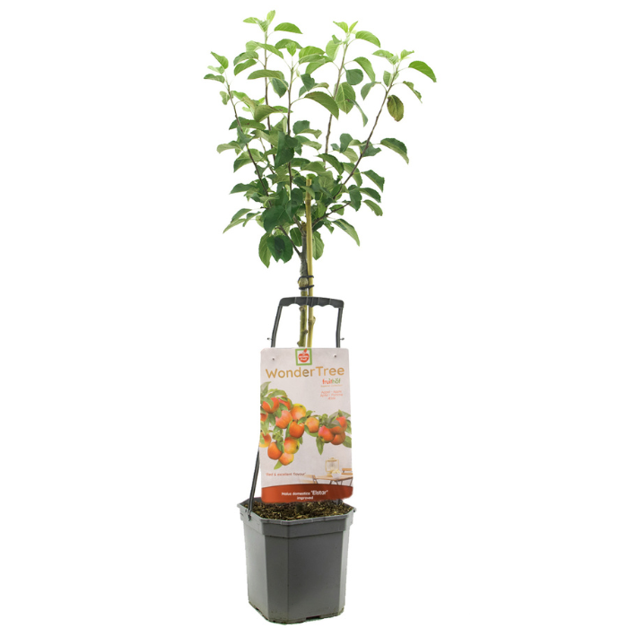 Appelboom Wondertree Elstar Malus domestica met blad in zwarte plastic pot