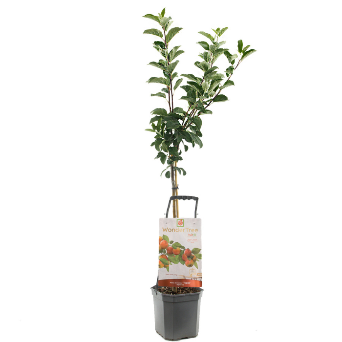 Appelboom Wondertree Topaz met blad