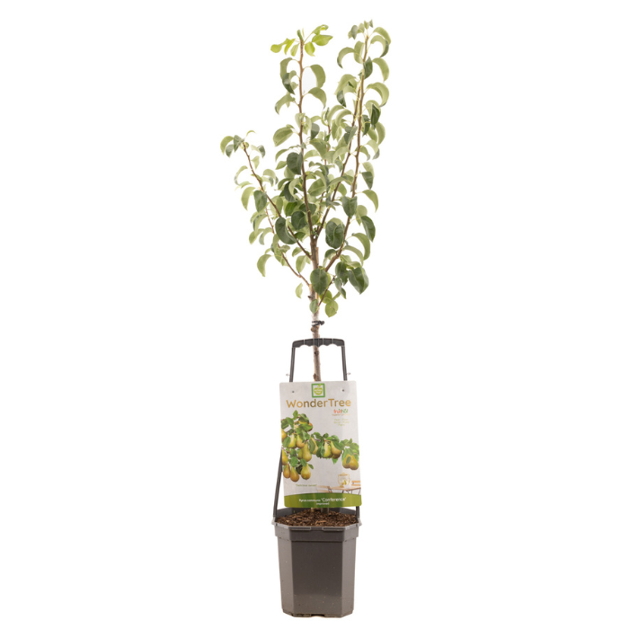 Perenboom Wonder Tree Conference Pyrus communis met blad in zwarte plastic pot