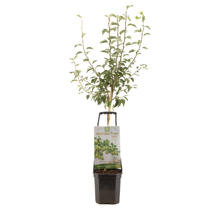 Perenboom Wondertree Doyenné du Comice met blad in zwarte plastic pot