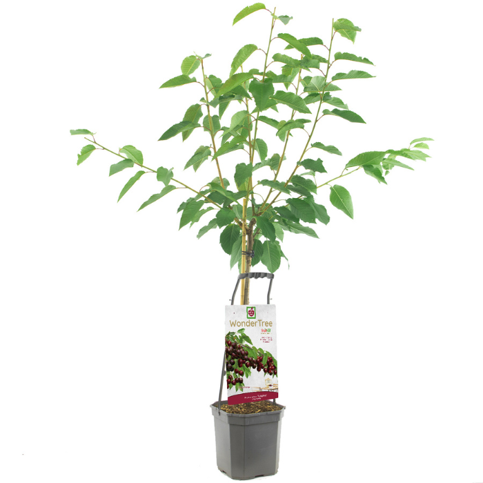 Kersenboom Wonder Tree Lapins Prunus avium met blad in zwarte plastic pot