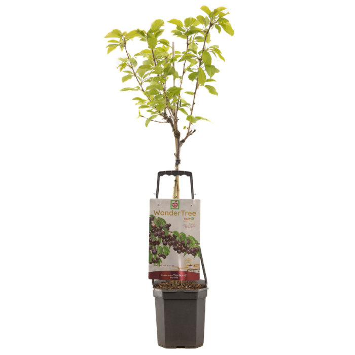 Kersenboom Wonder Tree Sunburst Prunus avium met blad in zwarte pot