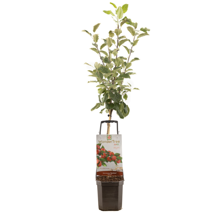 Appelboom Wondertree Santana met blad in zwarte plastic pot