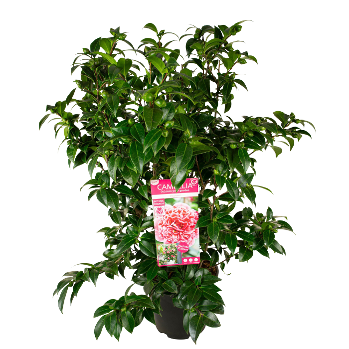 Groene tuinplant bloemen in knop Camellia japonica Roze bloemen