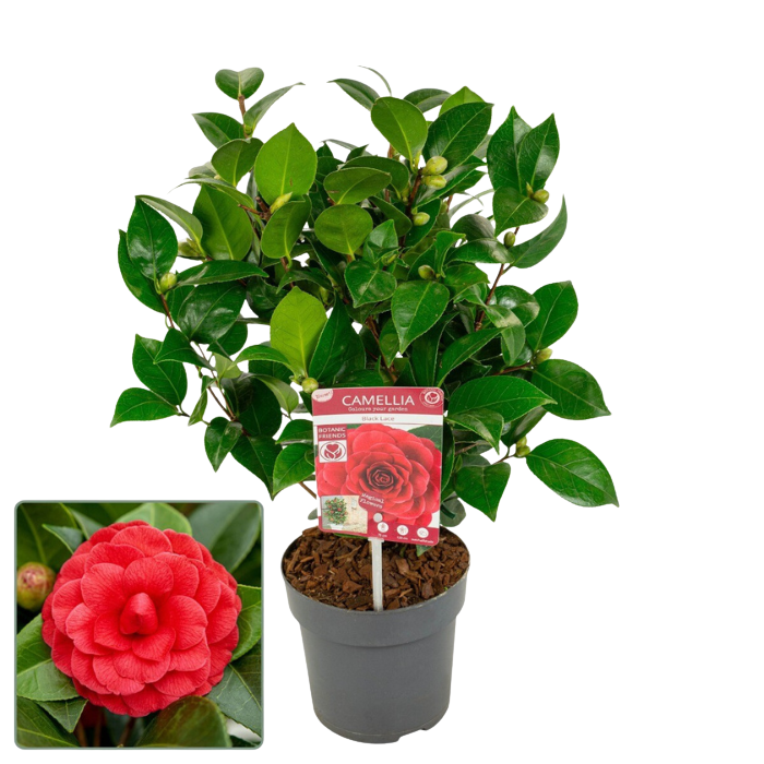 Groene tuinplant rode bloemen Camellia japonica Black Lace