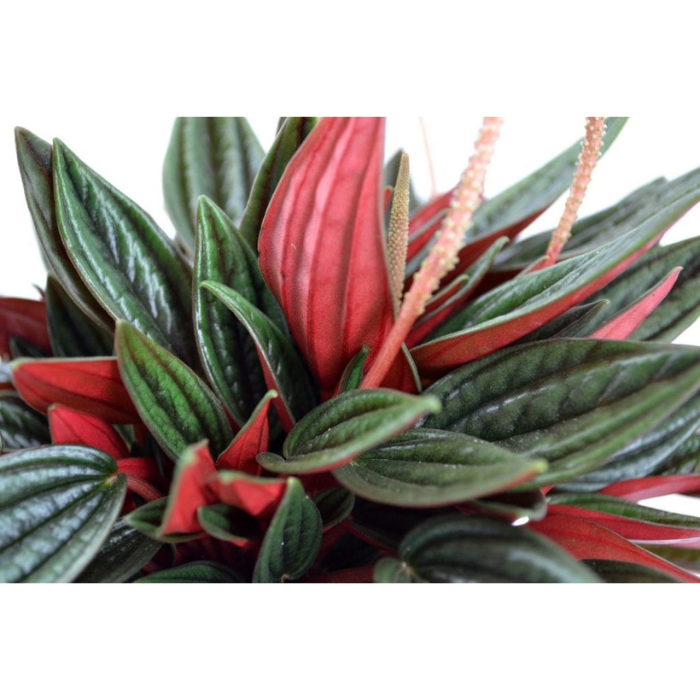 Peperomia Rosso Close-up potmaat 12 cm Tuinland