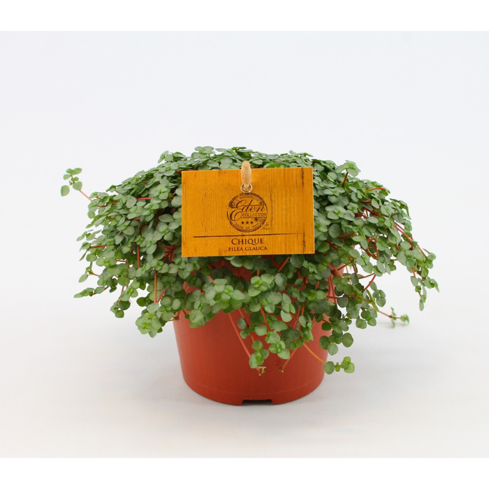 Pilea Glaucophylla Glauca Potmaat 12 cm