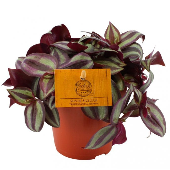 Vaderplant Tradescantia Zebrina 12 cm Tuinland