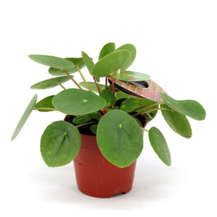 Pannenkoekplant Pilea Peperomioides P12cm Tuinland