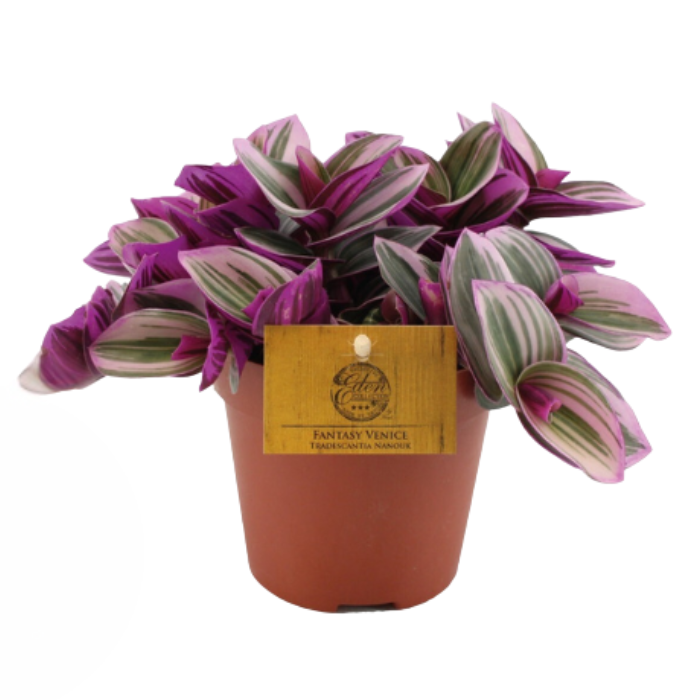 Kamerplant Vaderplant Tradescantia Nanouk  in oranje pot roze groenwit blad