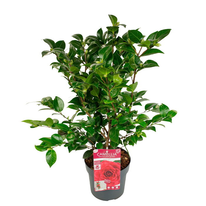 Groene tuinplant Camellia japonica Black Lace rode bloemen in knop