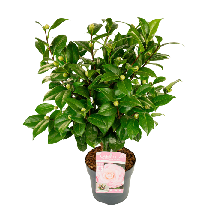 Tuinplant Camellia japonica Nuccio's Cameo Japanse roos Roze in grijze pot