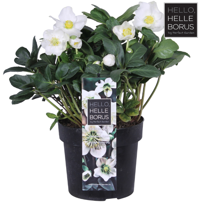 Helleborus niger 'Christmas Carol' Kerstroos Winterhard Witte bloemen