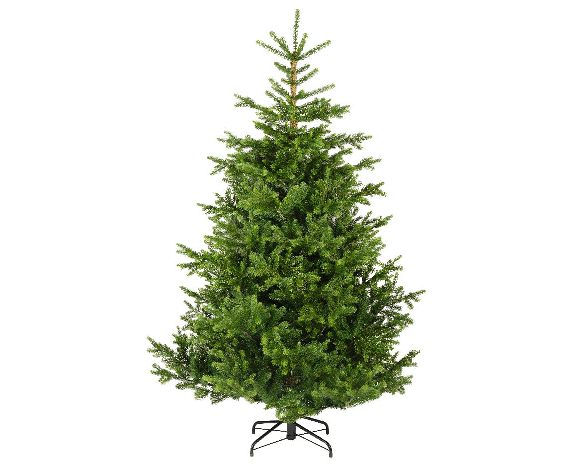 Nordmann Fir