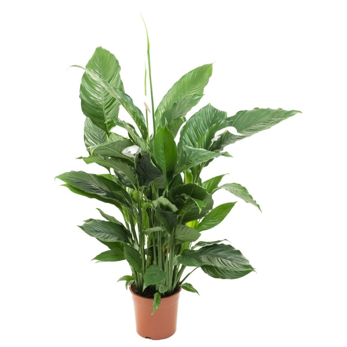 Lepelplant Spathiphyllum 'Sweet Lauretta'