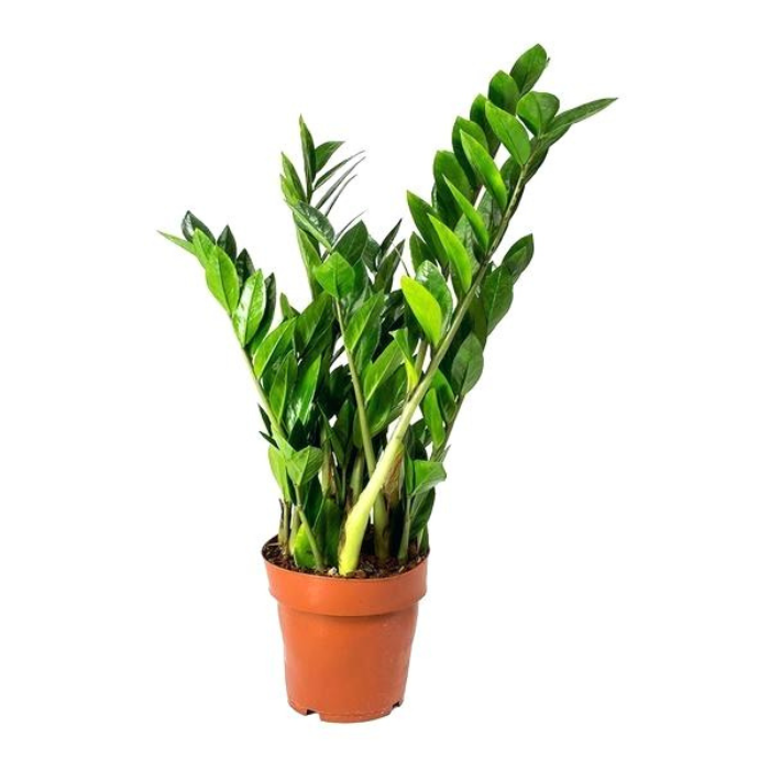 Kamerplant 