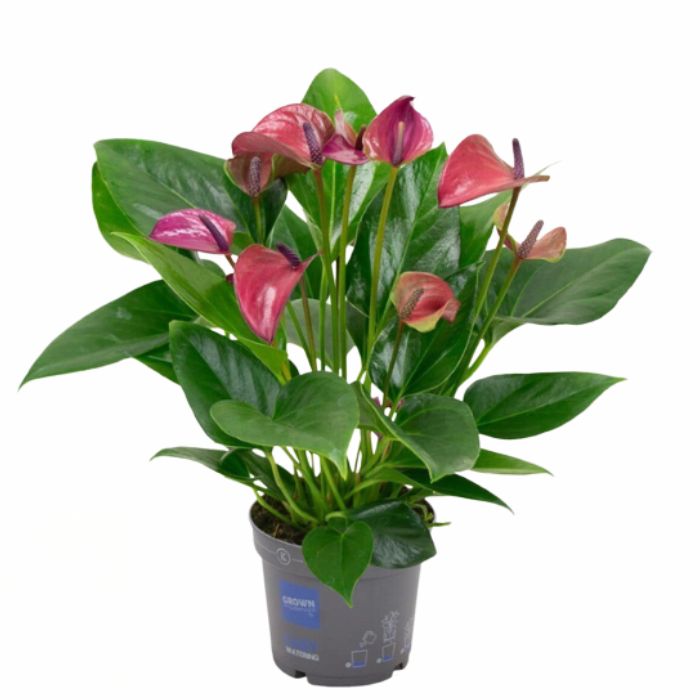 Kamerplant Flamingoplant Anthurium Karma Purple donkerroze bloemen in grijze pot