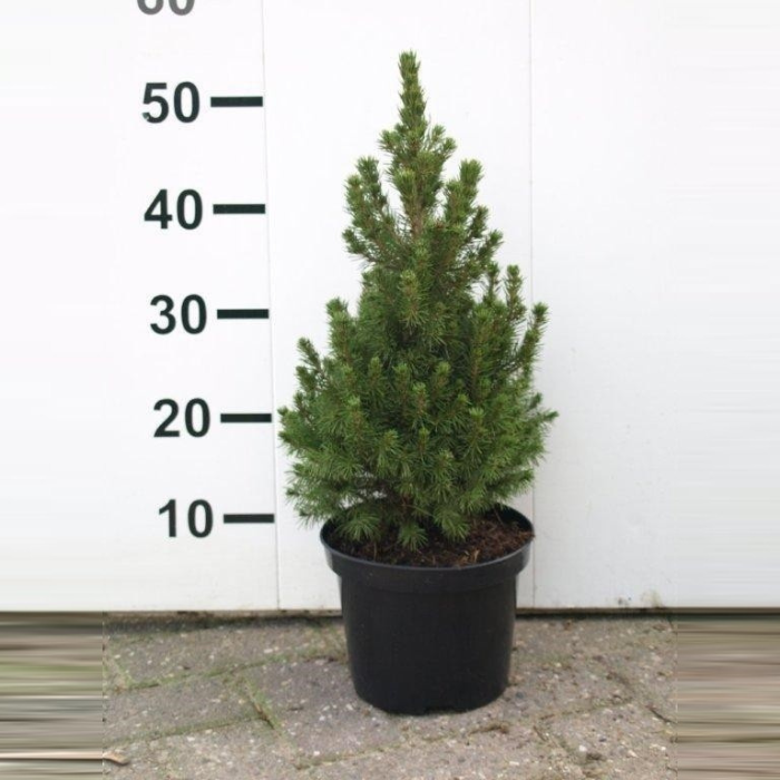 Groene dwergspar Picea glauca conicat perfecta 40 cm