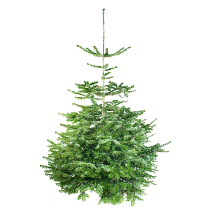 Groene kerstboom Nordmannspar (Abies nordmanniana) H120/160 gezaagd