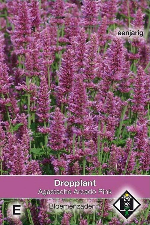 Dropplant -  Arcado Pink