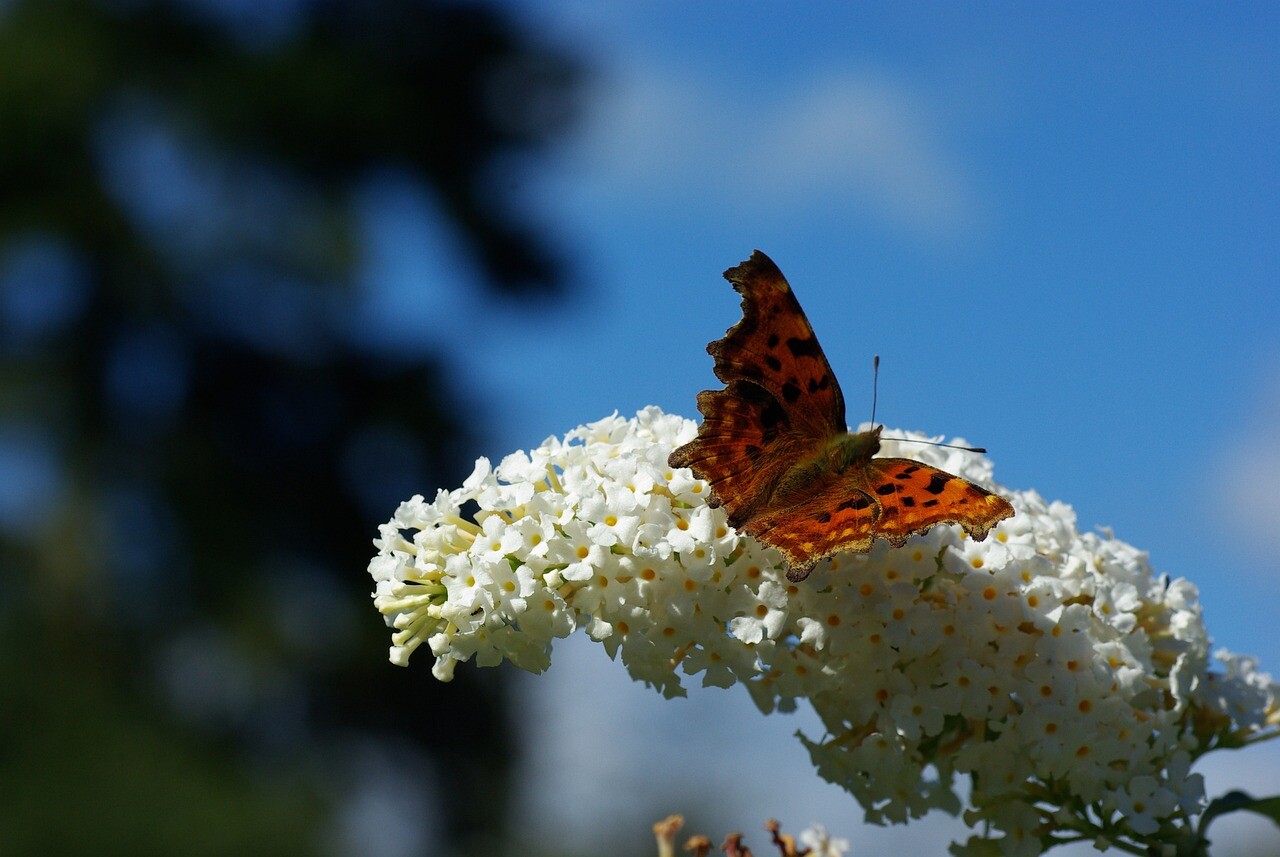 Vlinderstruik wit, Buddleja Davidii