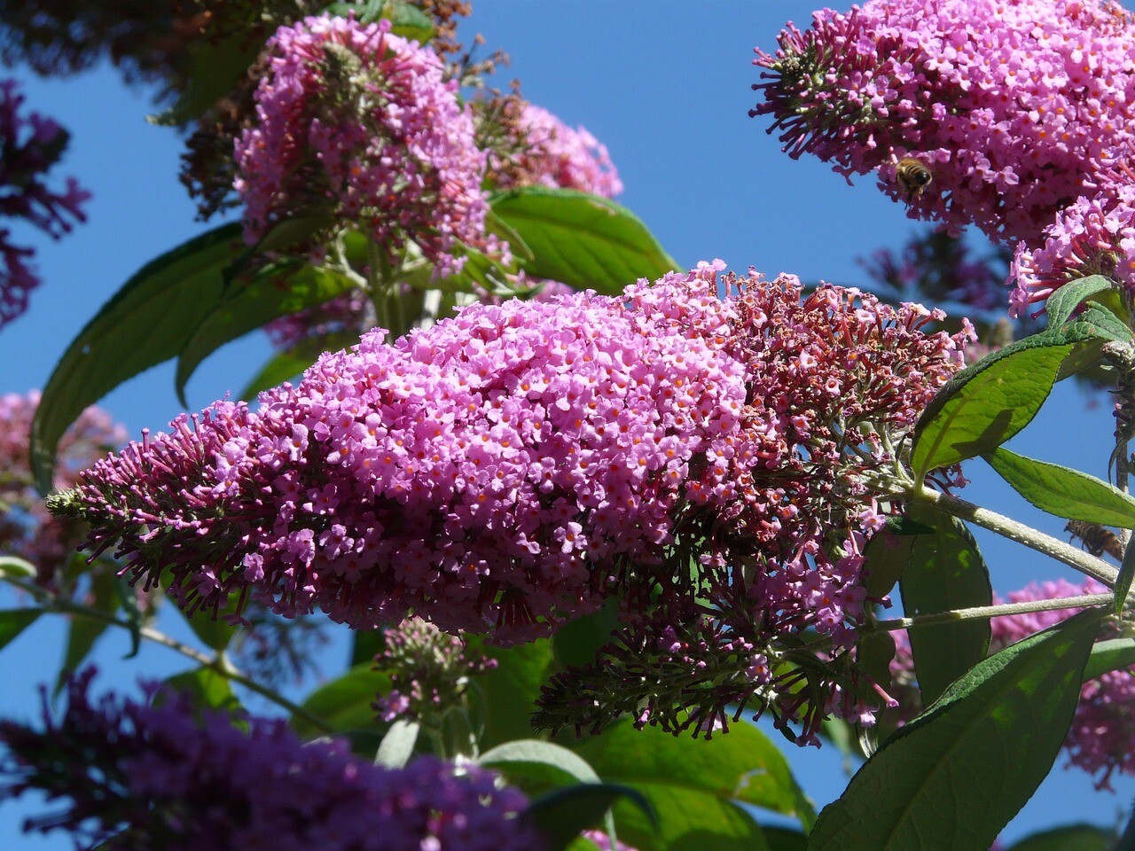 Buddelja davidii, Vlinderstruik Lila