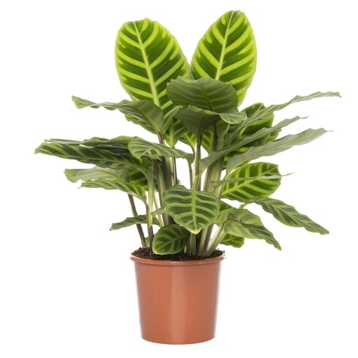 Calathea Zebrina Pauwenplant Potmaat 14 cm Kamerplant