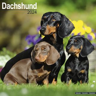 Kalender 2024 Dachshund Teckel Tuinland