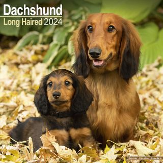 Kalender 2024 Dachshund Long Haired Teckel Lang Haar Wandkalender Tuinland