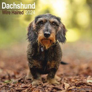 Kalender 2024 Dachshund Wire Haired Teckel Langharig Tuinland