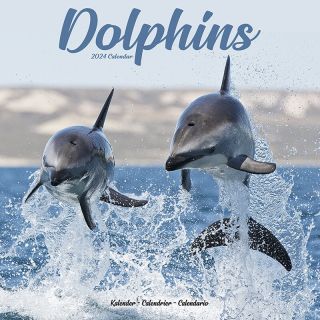 Kalender 2024 Wandkalender Dolphins Dolfijnen Tuinland