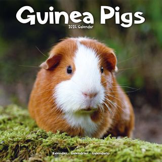 Kalender 2024 Wandkalender Guinea Pigs Cavia Tuinland