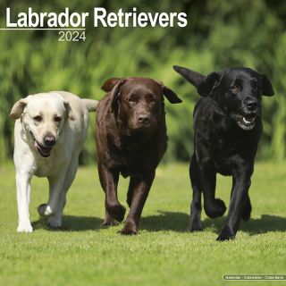 Kalender 2024 Labrador Retrievers Voorkant